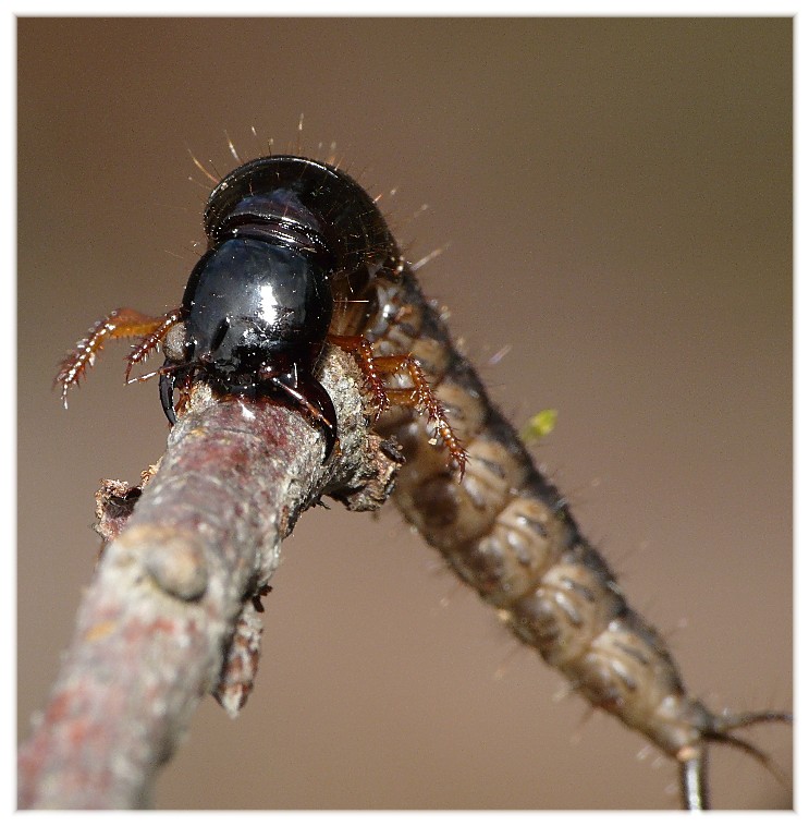 Larva di...??? Ocypus cfr. olens